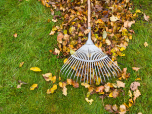 Seasonal Lawn Care Essentials